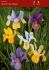 miscellaneous dutch iris mix 89 cm 250 pbinbox