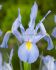 miscellaneous dutch iris mystic beauty 89 cm 15 pkgsx 15
