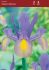miscellaneous dutch iris mystic beauty 89 cm 250 pbinbox