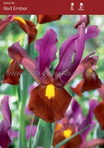 Dutch Iris ‘Red Ember‘ 8/9 cm. (250 Loose p.Binbox)
