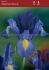 miscellaneous dutch iris sapphire beauty 89 cm 15 pkgsx 15