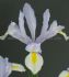 miscellaneous dutch iris silvery beauty 89 cm 250 pbinbox