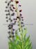 miscellaneous fritillaria persica 2022 cm 10 quality pkgsx 1