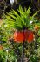 miscellaneous fritillaria rubra 2022 cm 15 pbinbox