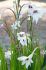 miscellaneous gladiolus acidanthera callianthus murielea 68 cm 20 pkgsx 25