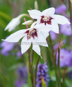 Acidanthera (Abyssinian Gladiolus) Murielea 8/10 cm. (1500 p.Carton)