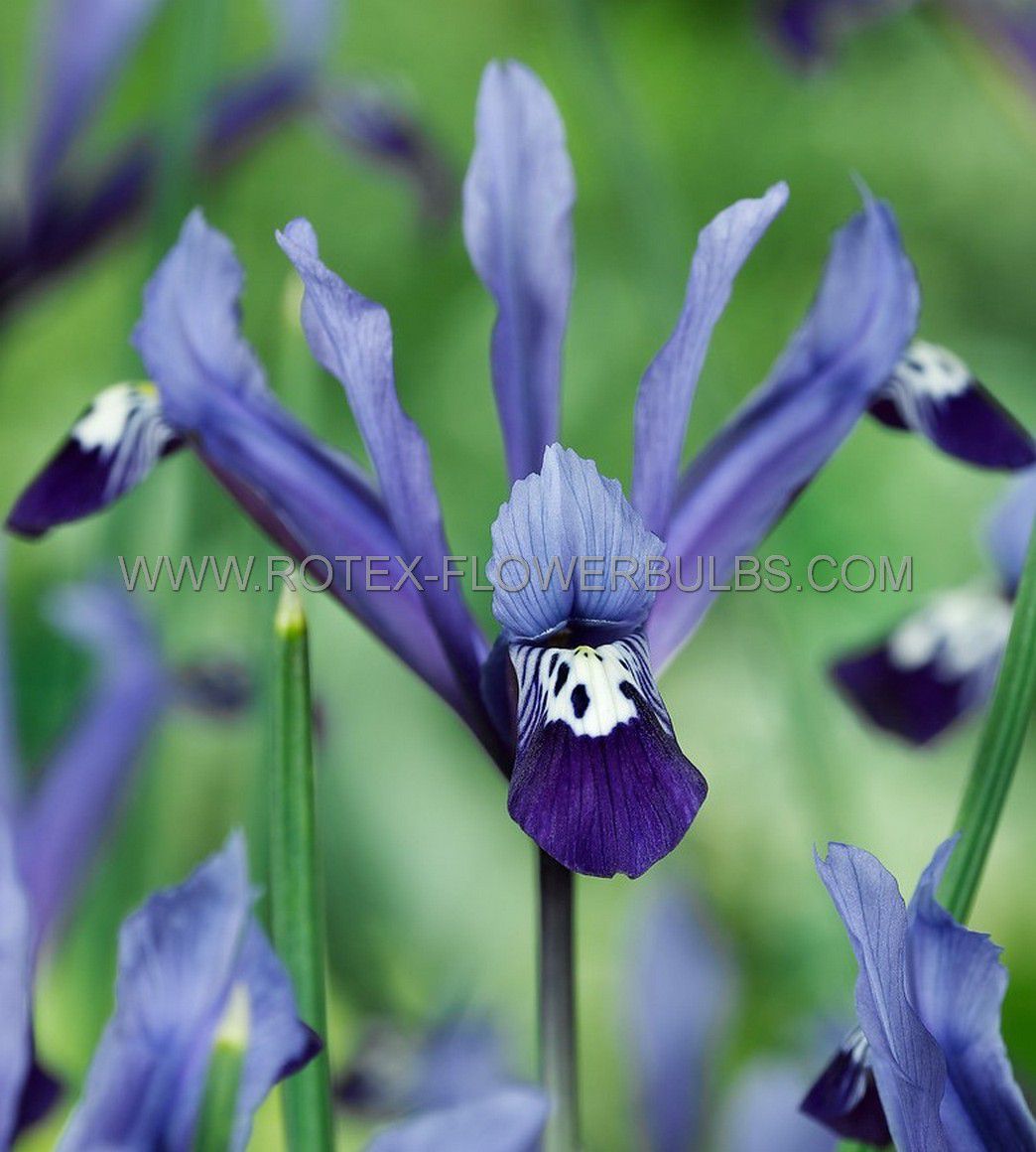 miscellaneous iris miniature clairette 67 cm 250 pbinbox