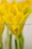 miscellaneous iris miniature danfordiae 67 cm 250 pbinbox