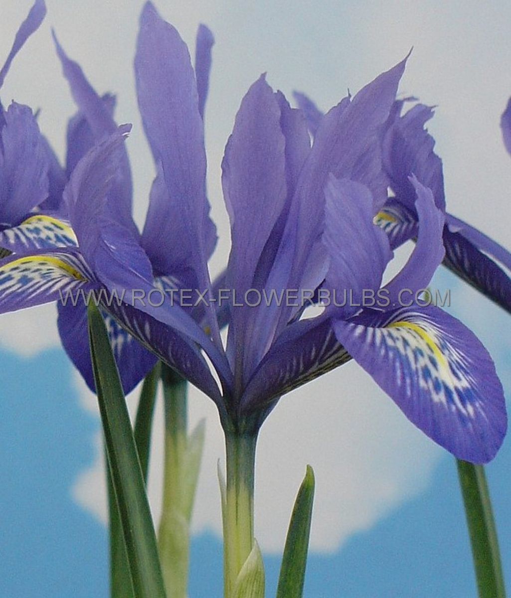 miscellaneous iris miniature lady beatrix stanley 67 cm 100 pbinbox