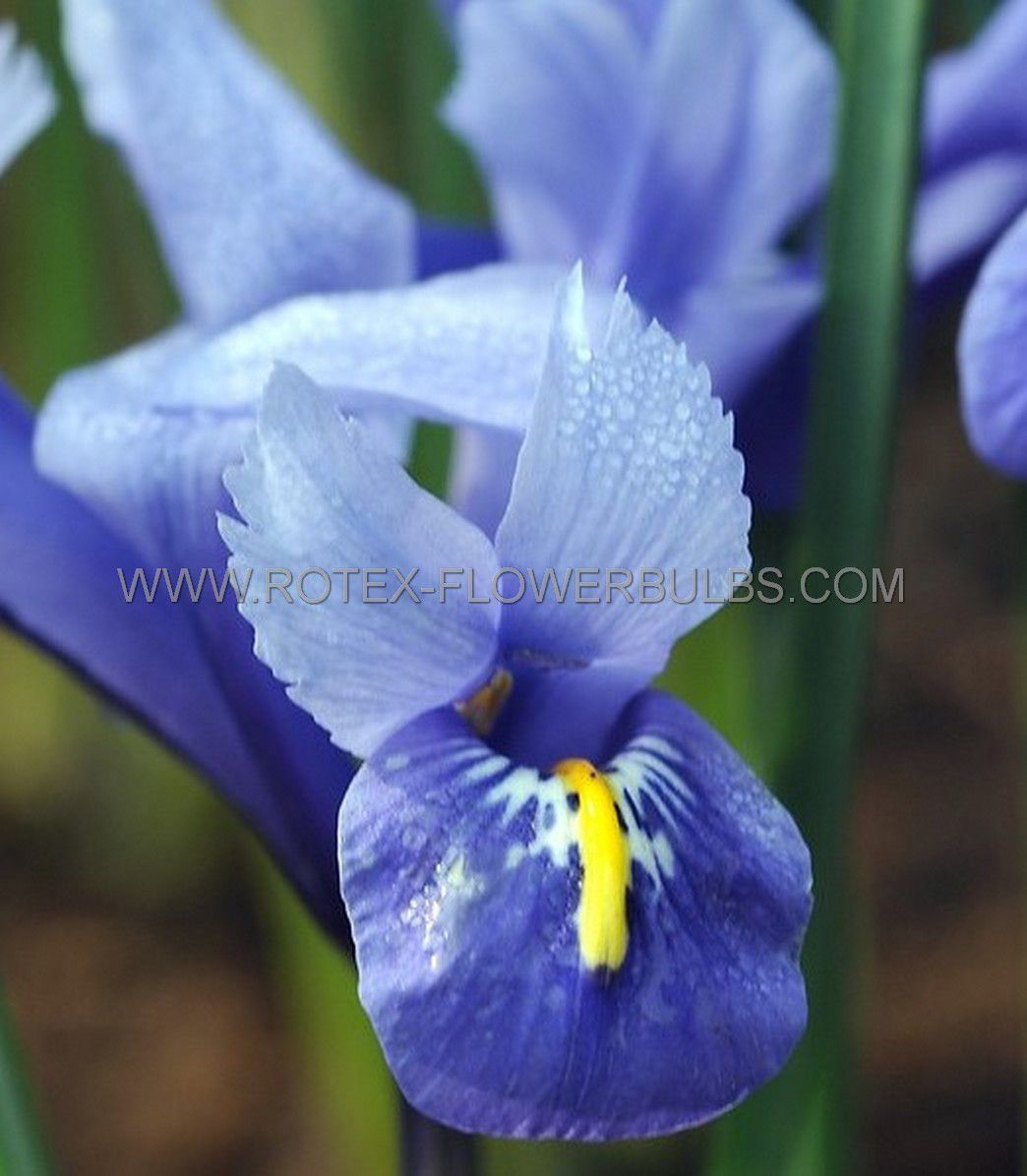 miscellaneous iris miniature reticulata 67 cm 15 pkgsx 15