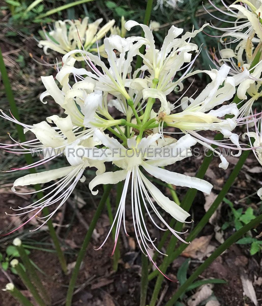 miscellaneous lycoris albiflora white spider lily 1112 cm 25 pbinbox