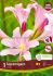 miscellaneous lycoris squamigera resurrection lily i 10 quality pkgsx 1