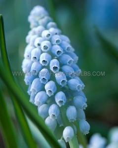 Muscari ‘Ocean Magic‘ 7/8 cm. (15 Quality Pkgs.x 10)