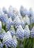 Muscari Ocean Magic 78 cm. 15 Quality Pkgs.x 10
