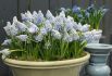Muscari Ocean Magic 78 cm. 15 Quality Pkgs.x 10