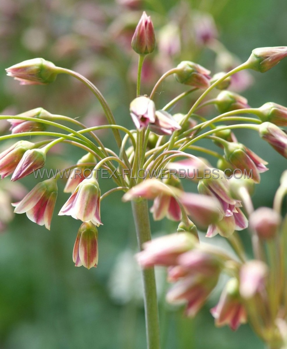 Allium Siculum ssp Bulgaricum 8/+ cm. (15 Quality Pkgs.x 5)