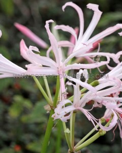 MISCELLANEOUS NERINE (GUERNSEY LILY) BOWDENII 12/14 CM. (25 P.CARTON)