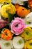 Ranunculus Mix 67 cm. 100 Loose p.Binbox