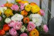 Ranunculus Mix 67 cm. 100 Loose p.Binbox