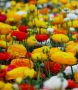 Ranunculus ‘Mix‘ 6/7 cm. (100 Loose p.Binbox) Ranunculus ‘Mix‘ 6/7 cm. (100 Loose p.Binbox)