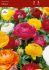 Ranunculus Mix 67 cm. 100 Loose p.Binbox