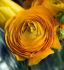 Ranunculus Yellow 67 cm. 100 Loose p.Binbox