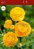 Ranunculus Yellow 67 cm. 100 Loose p.Binbox