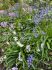 Scilla Hyacinthoides Hispanica Mix 810 cm. 250 Loose p.Binbox