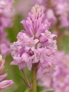 Scilla Hyacinthoides Hispanica ‘Pink‘ 8/10 cm. (15 Quality Pkgs.x 10)