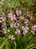 miscellaneous scilla hyacinthoides hispanica pink 810 cm 15 quality pkgsx 10
