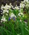 Scilla Hyacinthoides Hispanica White 810 cm. 100 Loose p.Binbox