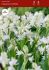 miscellaneous scilla hyacinthoides hispanica white 810 cm 100 pbinbox