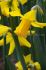 narcissus botanical february gold 12 cm 100 pbinbox