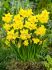 narcissus botanical growers pride 1012 cm 100 loose pbinbox