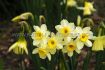 Narcissus Botanical Minnow 12 cm. 100 Loose p.Binbox