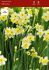 Narcissus Botanical Minnow 12 cm. 100 Loose p.Binbox