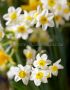 Narcissus Botanical ‘Minnow‘ 12/+ cm. (15 Quality Pkgs.x 10) Narcissus Botanical ‘Minnow‘ 12/+ cm. (15 Quality Pkgs.x 10)