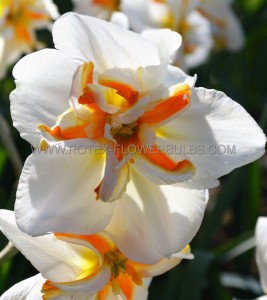 NARCISSUS BUTTERFLY ‘BROADWAY STAR‘ 14-16 (50 P.BINBOX)
