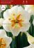 narcissus butterfly broadway star 1416 50 pbinbox