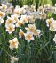 narcissus butterfly broadway star 1416 50 loose pbinbox