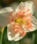 NARCISSUS BUTTERFLY ‘PALMARES‘ 12-14 (10 PKGS.X 5)