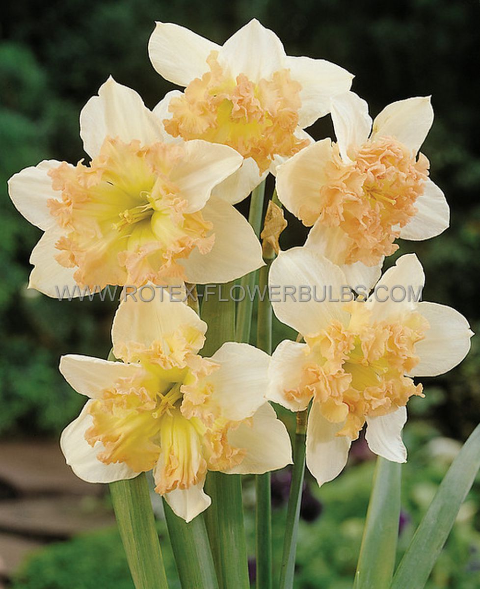narcissus butterfly palmares 1416 50 pbinbox