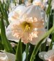 NARCISSUS BUTTERFLY ‘PALMARES‘ 14-16 (50 LOOSE P.BINBOX)