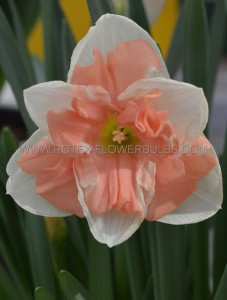 NARCISSUS BUTTERFLY ‘RASPBERRY CREME‘ 12-14 (10 PKGS.X 5)