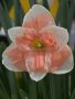 NARCISSUS BUTTERFLY ‘RASPBERRY CREME‘ 14-16 (50 P.BINBOX)