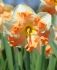narcissus butterfly sunny girlfriend 1214 10 quality pkgsx 5