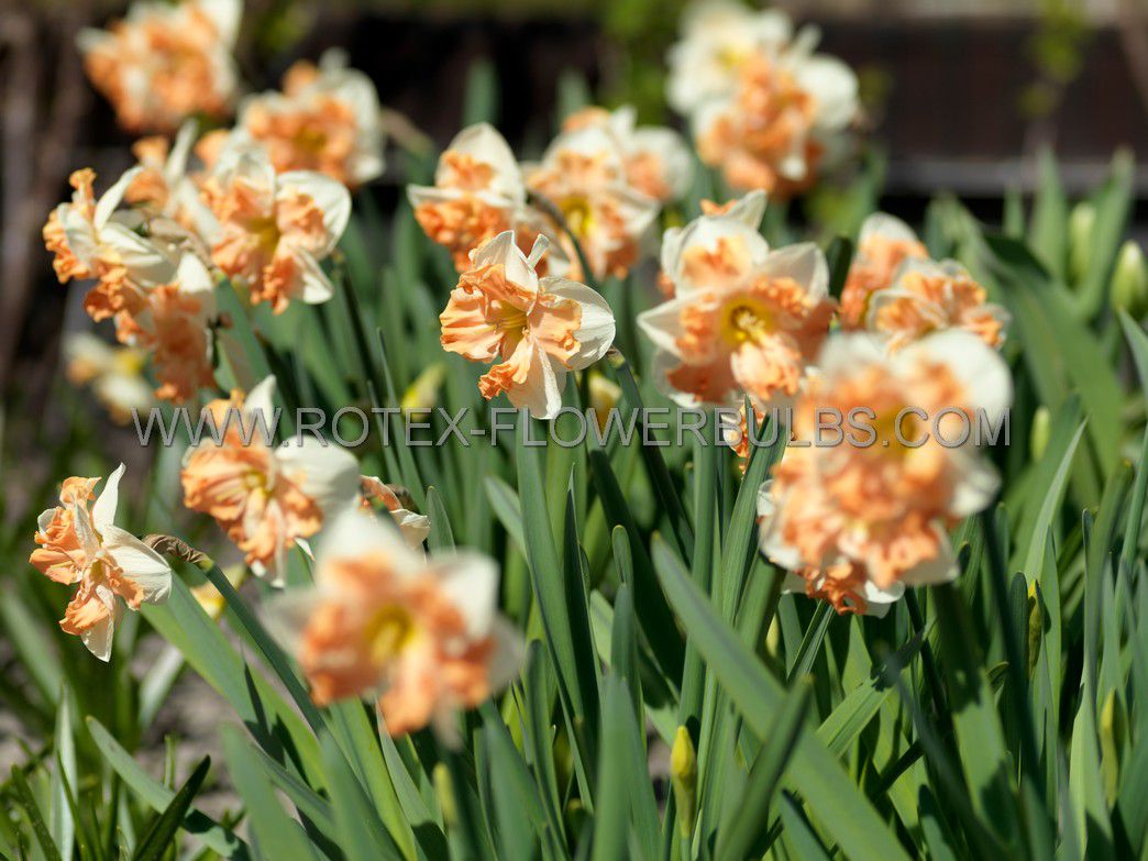 narcissus butterfly sunny girlfriend 1416 50 pbinbox
