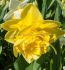 narcissus double dick wilden 1214 10 quality pkgsx 5