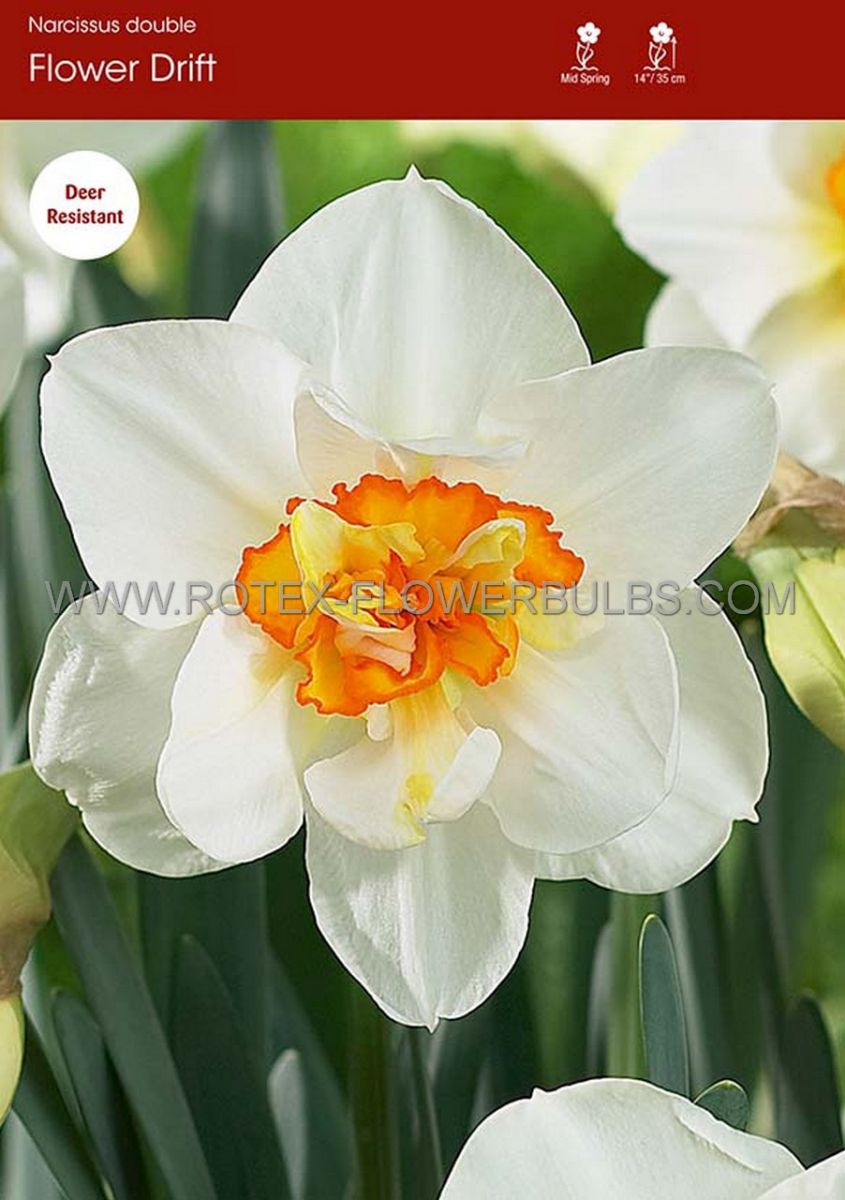 narcissus double flower drift 1214 300 pplastic tray