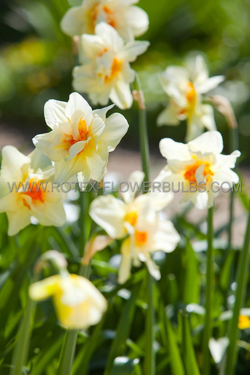narcissus double flower drift 1416 250 pcarton